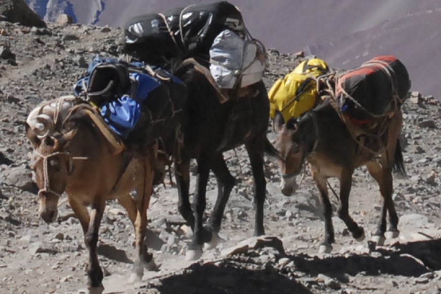 Leyendas de Paraguaná: Las mulas cargadas de dinero