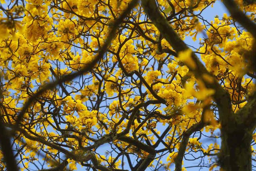 Flora de Paraguaná: El guayacán